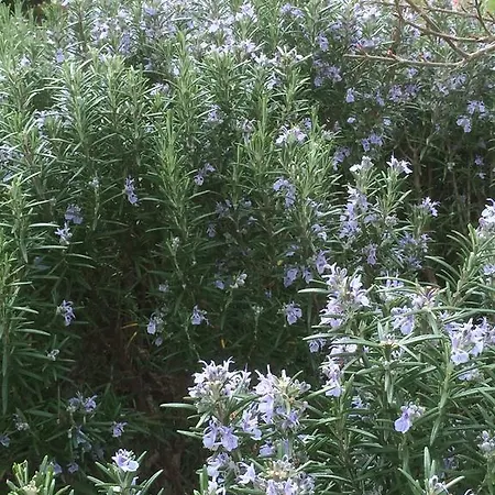 Residenzia Del Sogno לינה וארוחת בוקר קסטלינה אין קיאנטי